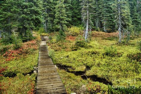 Wooden Foot Bridge Over Stream Photograph By Ned Frisk