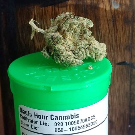 Strain Review Gorilla Glue By Magic Hour Cannabis The Highest Critic