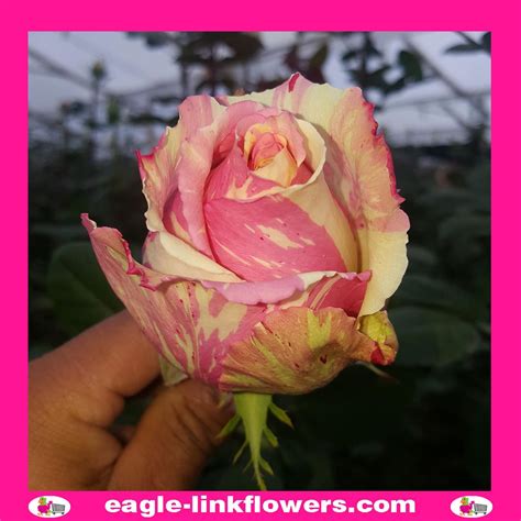 Fiesta Premium Roses Eagle Link Flowers