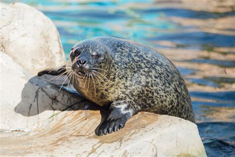 Visit Sea Life Weymouth Aquarium Centre