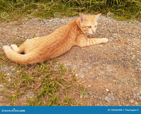 Cat Laying Down On Dirt Ground Stock Photo Image Of Laying Ground
