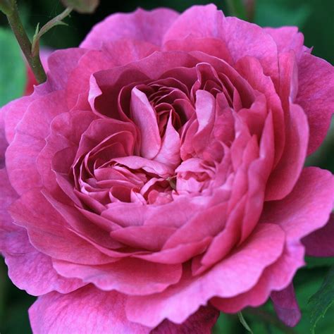 Buy Rose La Reine Victoria Bourbon Rosa Reine Victoria