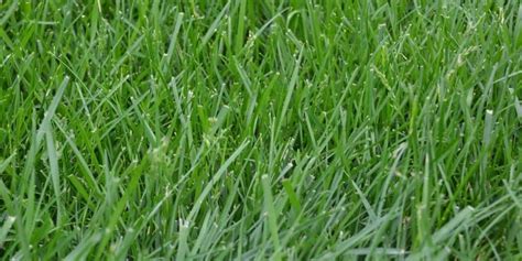 The ﬁrightﬂ grass for your lawn may not be the one you like best, but the one easiest to grow. Tall Fescue Grass Facts, Maintenance & Comparison - ProGardenTips