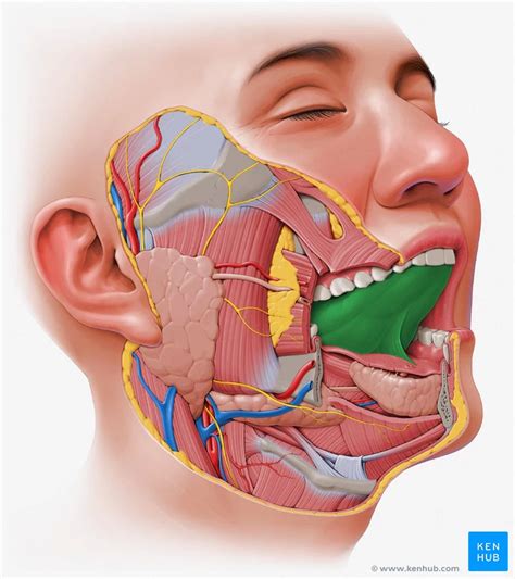 Sensory supply to the tongue involves several different nerves: Taste: Anatomy of the parts that are implicated in taste ...