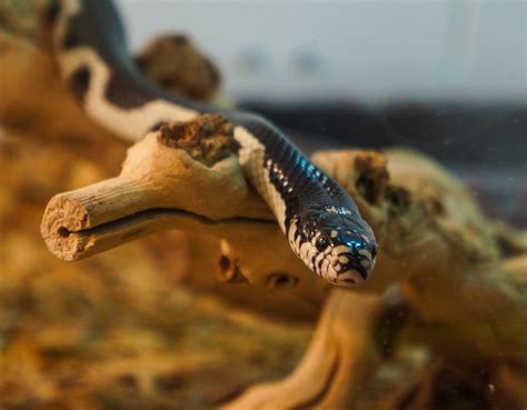 Depending on where you live, not all snakes are dangerous, and some may even be beneficial as they keep pests — like rats, mice and even other snakes — at. Photoblog: Titanoboa: Monster Snake Exhibit - The Academy ...