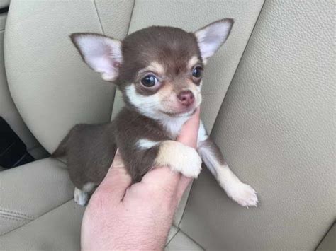 Chocolate Chihuahua Puppy Petsidi