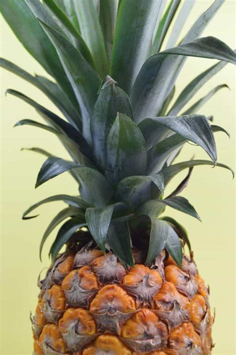 How To Grow A Pineapple At Home The Smart Way To Do It