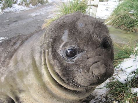 Elephant Seal Australian Antarctic Program