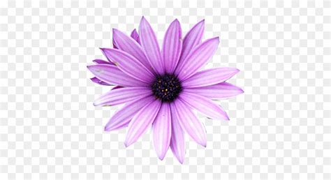 Purple Flower Psd Vector Images Flor Morada En Png Free