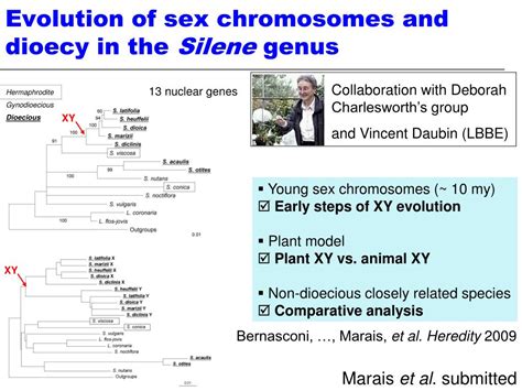 Ppt The Evolution Of Sex Chromosomes From Humans To Non Model Organisms Powerpoint