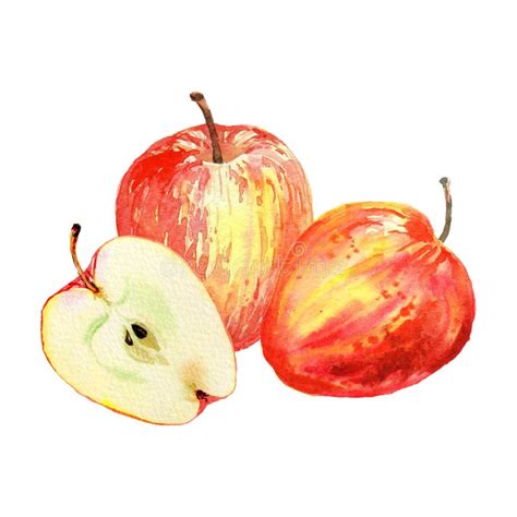 Red Apples Isolated On White Background Watercolor Illustration Of Cut