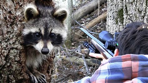 Raccoon Hunting With 22lr Scope Cam Youtube