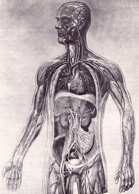 24 Human Anatomy Ideas Human Anatomy Anatomy Scientific Illustration