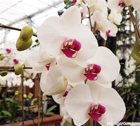 Phalaenopsis Orchid Type Of Flower Sevilla Lanueva