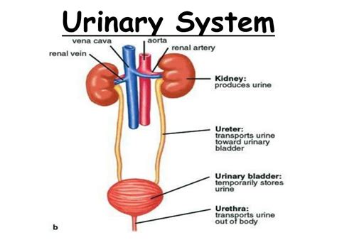 Ppt Topic Excretory System Aim Describe Parts And Functions Of The