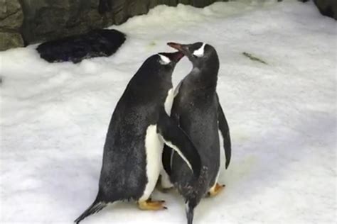 Des pingouins mâles se mettent en couple, puis font éclore un oeuf et