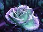 Diamond & Roses Wallpapers - Top Free Diamond & Roses Backgrounds ...