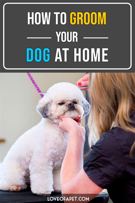 How To Groom Your Dog At Home Love Of A Pet Your Dog Dog Grooming