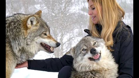 Wolves (canis lupus), are related to dogs, or more rightly, dogs are actually related to wolves. LARGE NORWEGIAN WOLVES - BITE, FIGHT & FLIGHT - YouTube