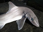Maryland Biodiversity - View Thumbnails - Smooth Dogfish ( Mustelus canis )