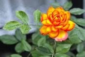 Rosa de fuego. Canon EOS 7D Imagen & Foto | plantas, naturaleza Fotos ...