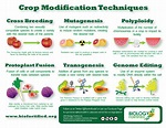 6 Different Processes Used to Genetically Modify Crops | BIO