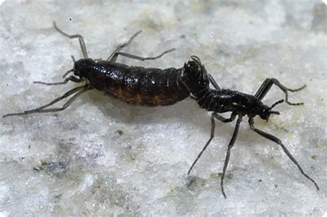 These insects have some seriously amazing adaptations. Антарктический комар (лат. Belgica antarctica) - насекомое ...