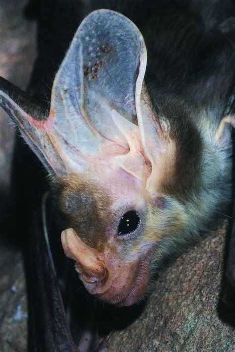 Pin By Steph J On Bats Bat Species Australian Animals Bat