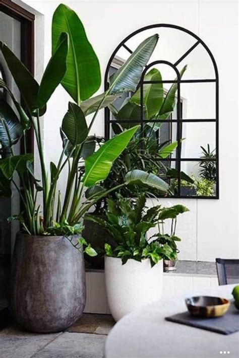 Indoor Plants Decoracion Plantas Plantas Para Decorar Plantas De