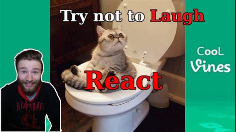 Try Not To Laugh Funny Cat And Dog Vines Compilation 2017 React Youtube