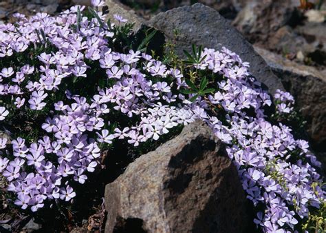 How To Plant Creeping Phlox For Ground Cover Creeping Phlox Ground