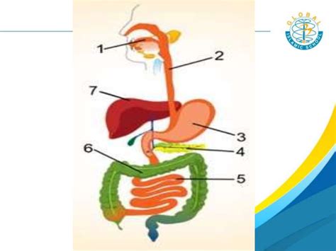 Pengertian Sistem Organ Dan Macam Macam Sistem Organ Pada Manusia