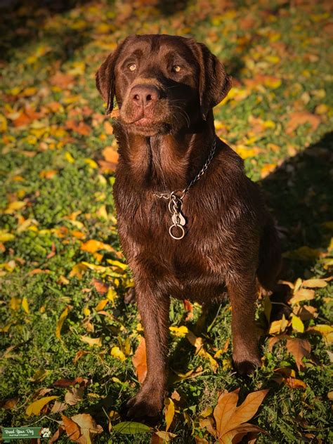 Chocolate Labrador Stud Dog In California The United States Breed