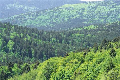 Mixed Evergreen And Deciduous Forest Photograph By Norbert Rosing