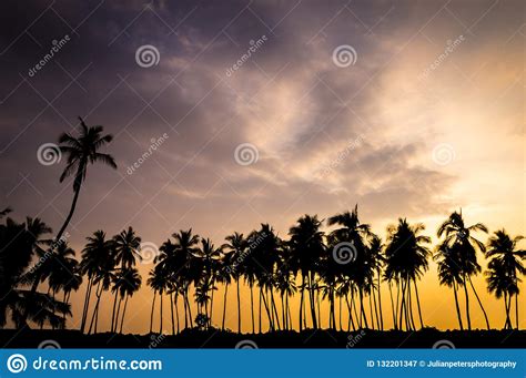 Palm Tree Silhouettes At Sunset In Hawaii Stock Image Image Of