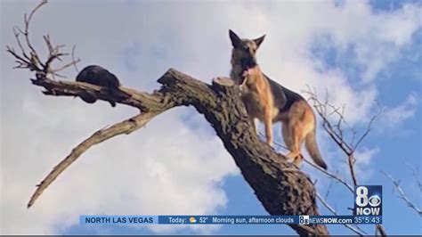 Dog Gets Stuck In Tree Youtube
