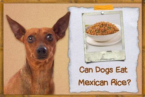 Can Dogs Eat Mexican Rice A Vets Guide Planthd