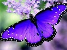 Le 10 farfalle più belle e particolari del mondo: l’arte della natura