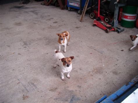 Jack Russell Lost Limerick Munster Lost And Found Pet Helpline