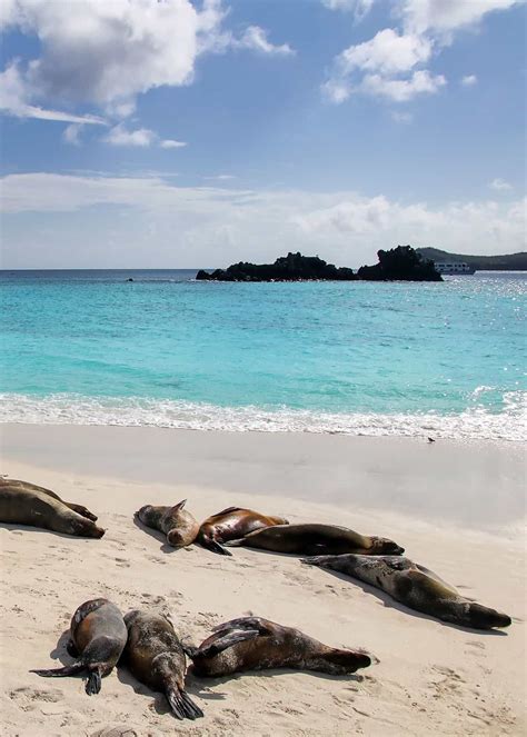 Discover galapagos and join the thousands who have made a lifetime of memories. 6 Must-See Galapagos Island Beaches for Your Next Vacation | Latin Roots Travel