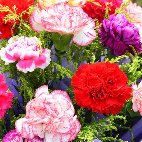 A good portion of annual flowers meant for cutting will also need to be seed started worried about planting something you might regret later? 30 Cut Flower Colorful Carnation Seeds Dianthus ...