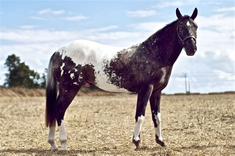 Unusual Colored Arabians Discuss Rare Colored Horses Post Away At