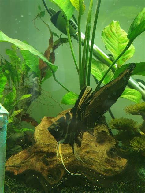 What Are The White Dots On My Wood Raquarium