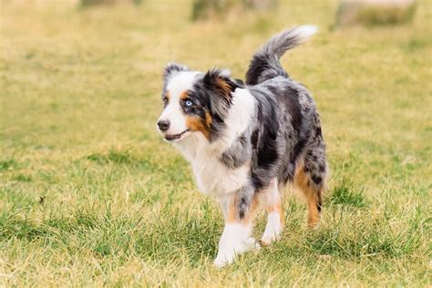 Mini Australian Shepherd Puppies For Sale Under 500 Southern Charm
