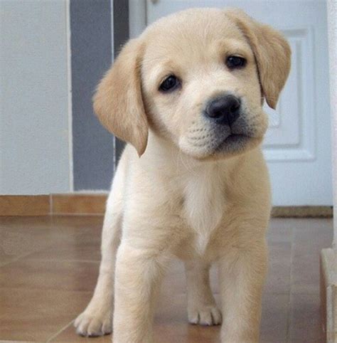 A Puppy Standing On The Floor In Front Of A Door And Looking At The Camera