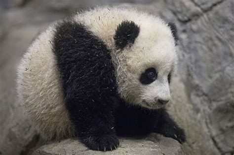 Panda Cub Bao Bao Debuts In Dc Us News