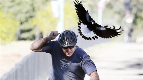Swooped Beaked And Clawed Coasts Vicious Magpies Sunshine Coast Daily