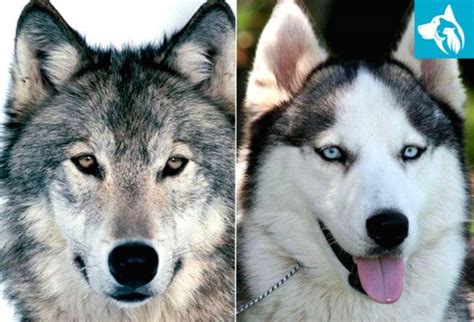 Husky Wolf Mix Is Not An Ordinary Breed But A Hybrid Dog Breed