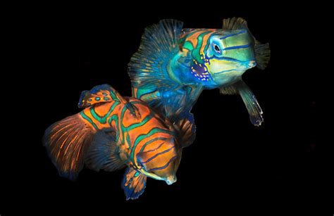 Mike Gerken Evolution Underwater Imaging Palau Mating Mandarin Fish