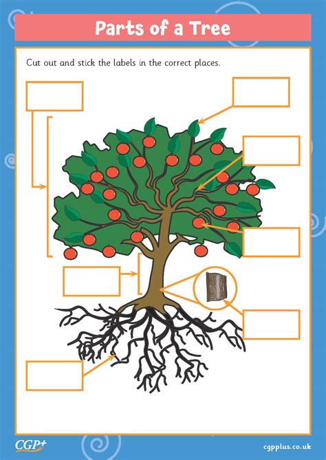 Label The Parts Of A Tree Worksheet Teacher Made Ph